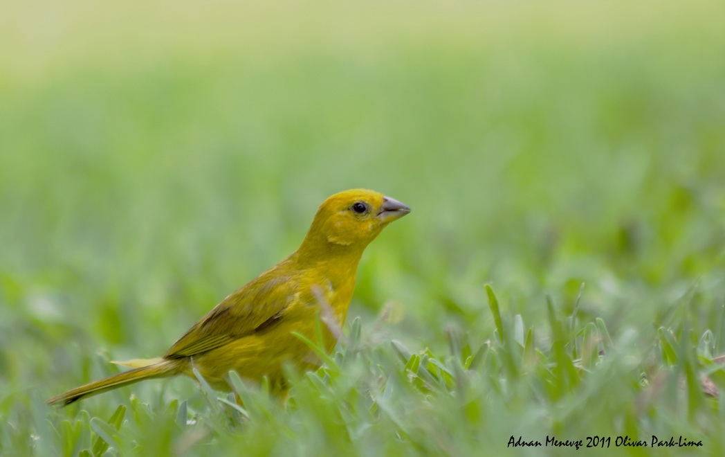Saffron Finch